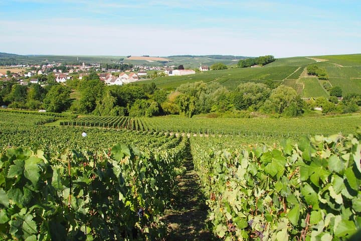 Vineyard Walking Tour & 2 Champagnes Tasting