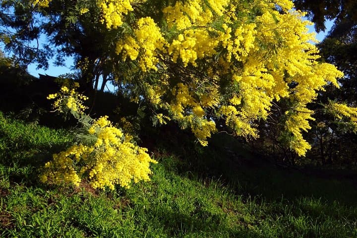 discovering the mimosa trees hills-private tour