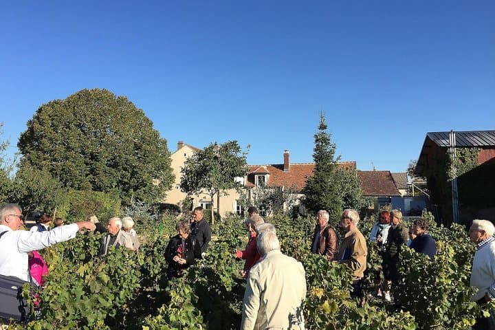 Chablis Tour and Tasting at Domaine Clotilde Davenne in French