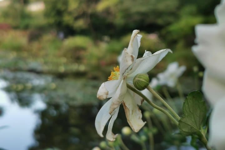 Giverny Auvers sur Oise private tour