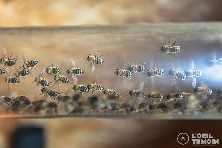 Our bees make their life ... And it is possible to observe them safely and without disturbing them