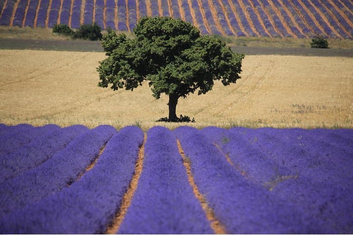 Half Day Lavender Road in Sault from Avignon