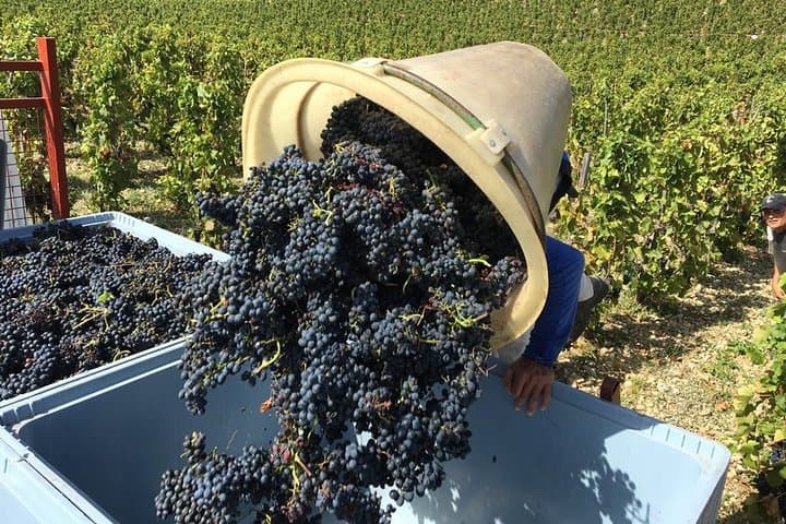 Cotes du Rhone Wine Tour - Private Tour - Full Day From Lyon