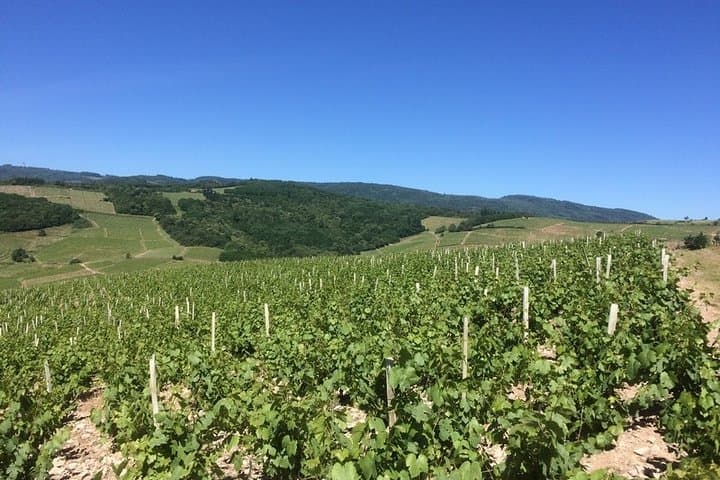 Beaujolais Wines & Castles - Private Tour - Half Day