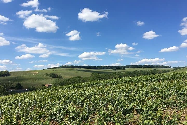 Vineyard Walking Tour & 2 Champagnes Tasting