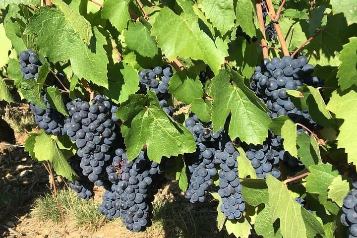 Beaujolais Wine Discovery - Private Tour - Half Day
