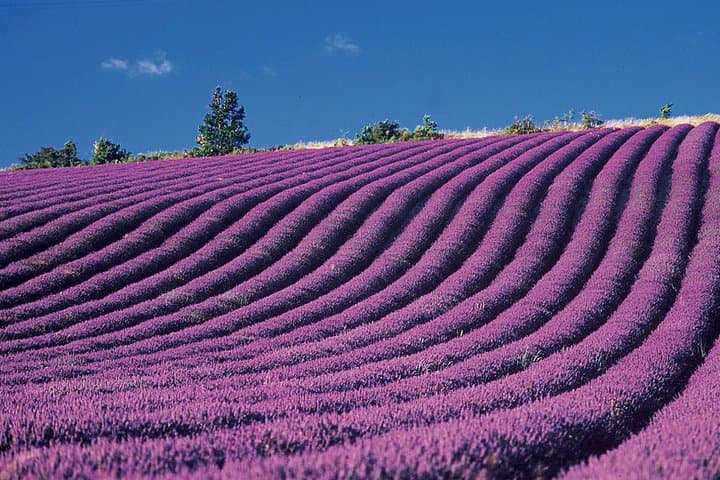 Provence and Lavender - private & Guided Full Day Tour