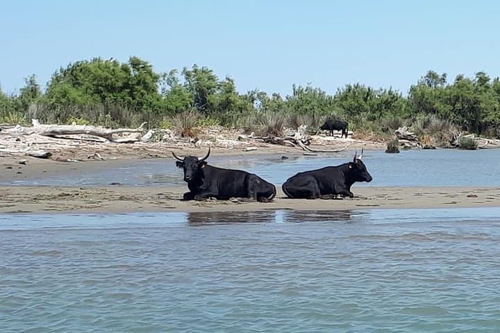 Camargue 4x4 Safari 2h + Picnic + Kayak