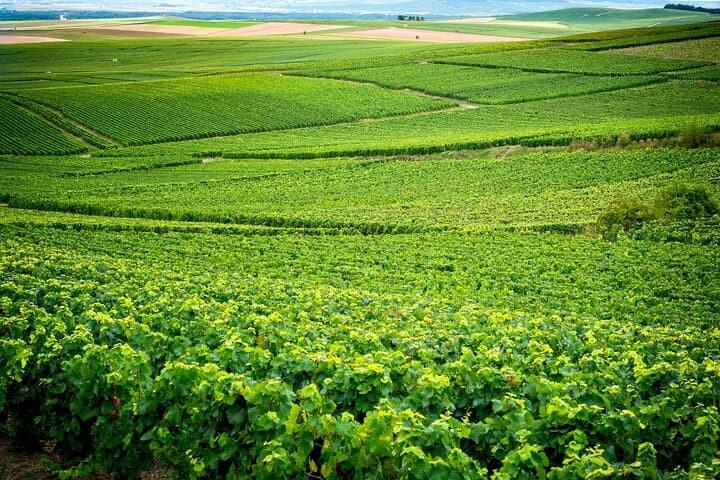 Vineyards in the Champagne region of France. Link Paris
