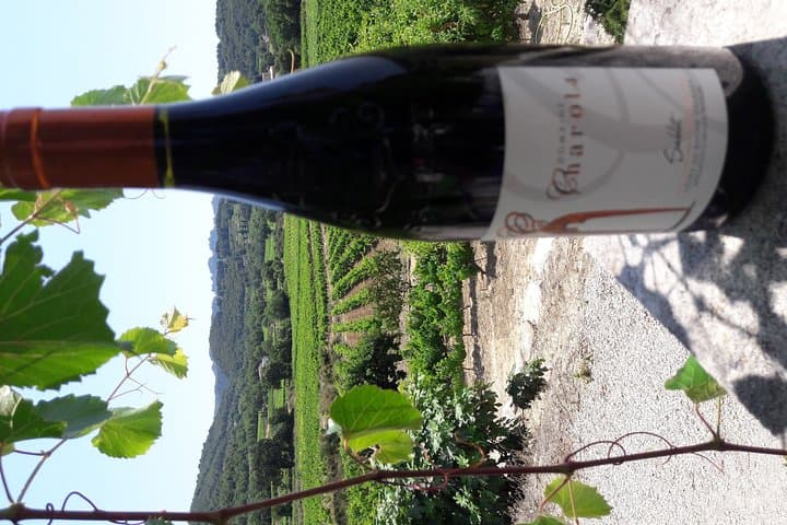 Wine tasting in Sablet