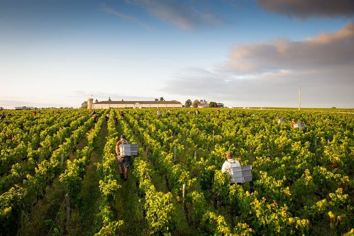 Bordeaux vines