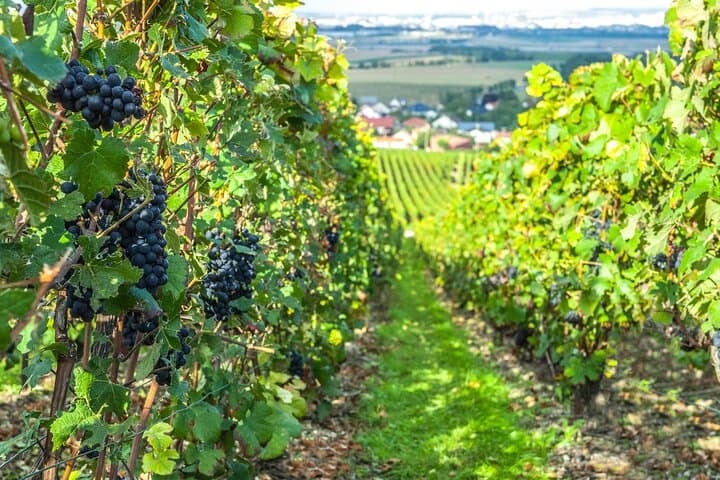 Discover the Premier Cru and Grand Cru vineyards of Champagne