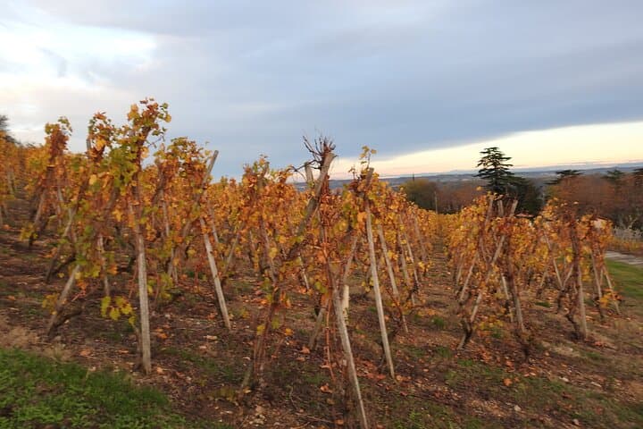 Northern Rhône Valley From Lyon Full day