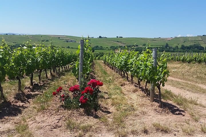 Beaujolais Region Wine Tasting Private Day Tour from Lyon