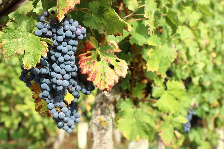 We produce Cabernet France for our red wines.