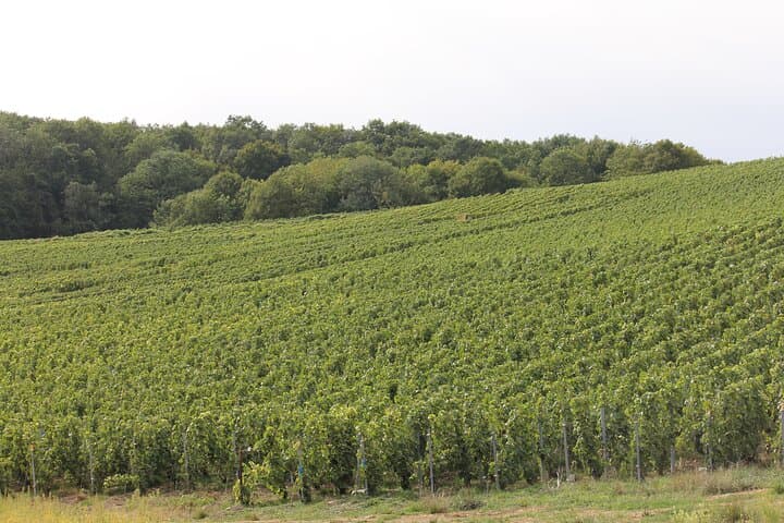 Celebrate in Champagne - Custom Planned Visits, Tastings & Lunch