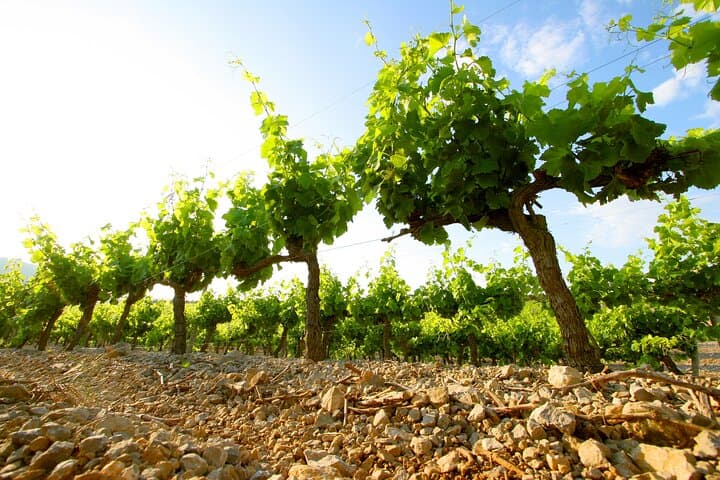 Organic and biodynamic vines of Château l'Hospitalet