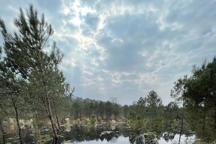 Landes pines on a walk