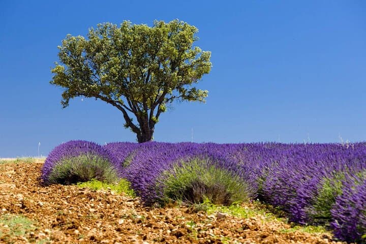 Full Day Private Tour in Lavender and Provence with Pickup