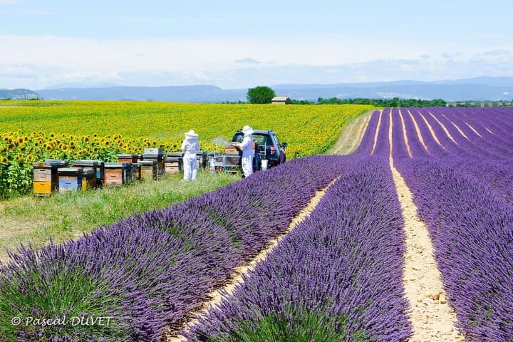 Full Day Private Tour in Lavender and Provence with Pickup
