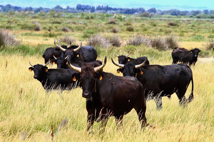 Camargue bulls