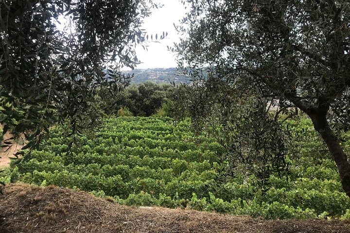 Semi Private Organic Wine & Food Tasting Tour (From Nice)