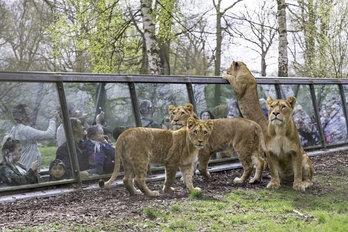 Private excursion to Thoiry ZooSafari from Paris