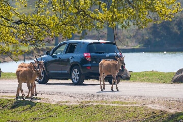 Private excursion to Thoiry ZooSafari from Paris