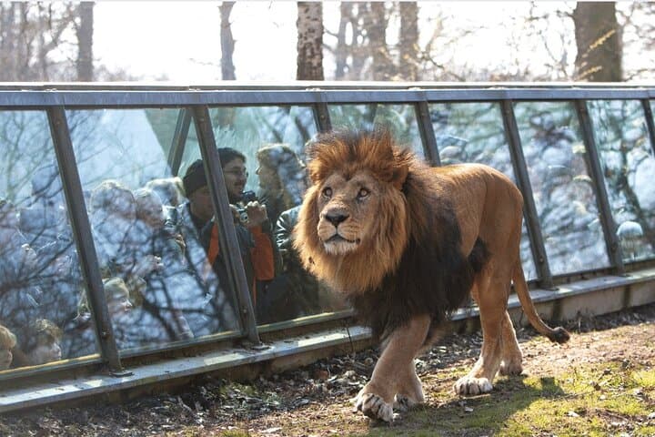 Private excursion to Thoiry ZooSafari from Paris