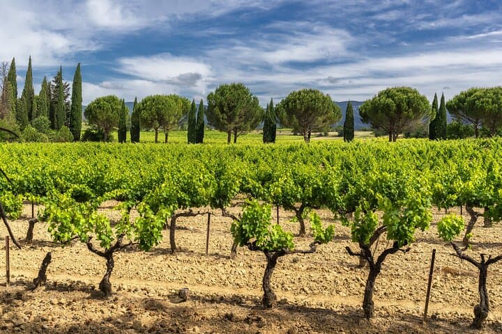 Provence wine tasting