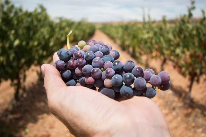 vineyard
