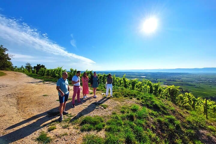 Full Day Guided Wine Tour with Tasting and Lunch