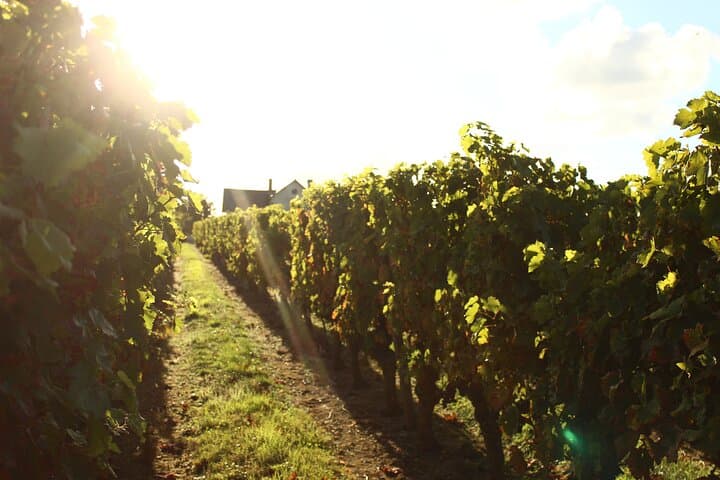 A trip to the vines during the tour.