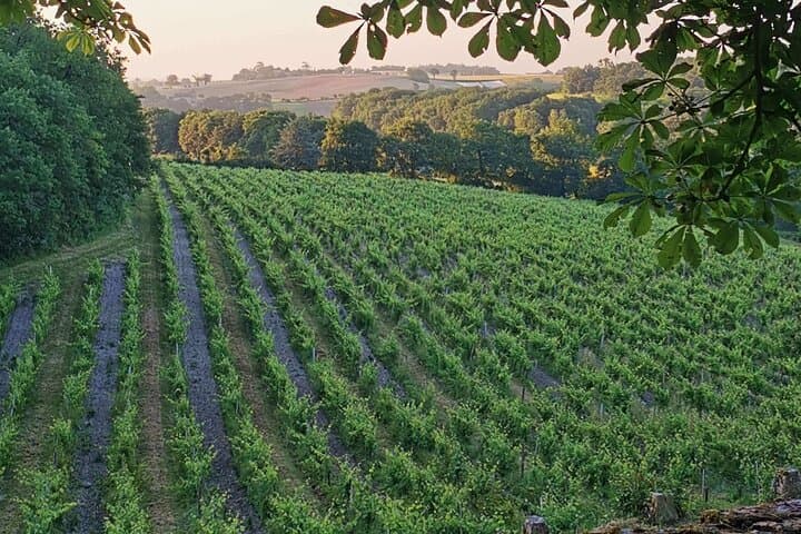Simple Visit to Discover the Domaine d'Arton