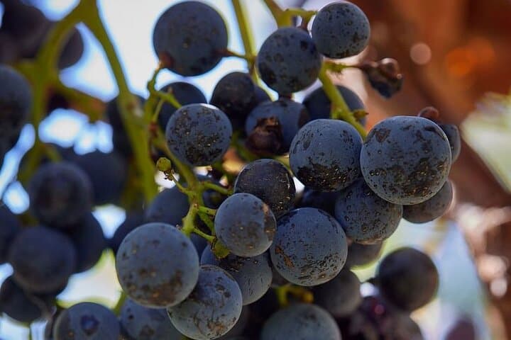 Simple Visit to Discover the Domaine d'Arton