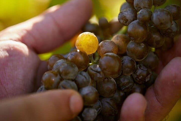 Simple Visit to Discover the Domaine d'Arton