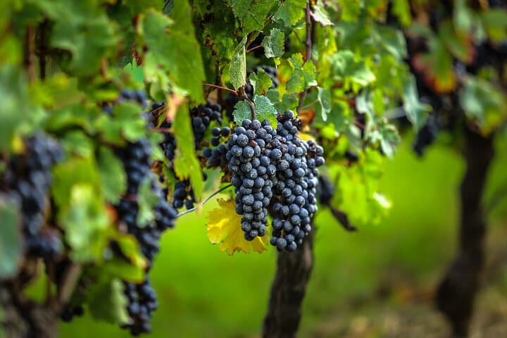 Vines in Medoc