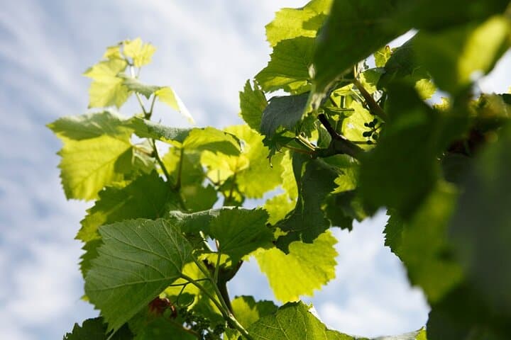 100% Champagne LOVER Tour:1 Iconic house visit+3 tastings & Lunch