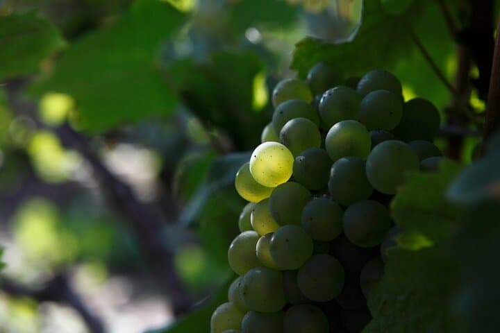 100% Champagne LOVER Tour:1 Iconic house visit+3 tastings & Lunch