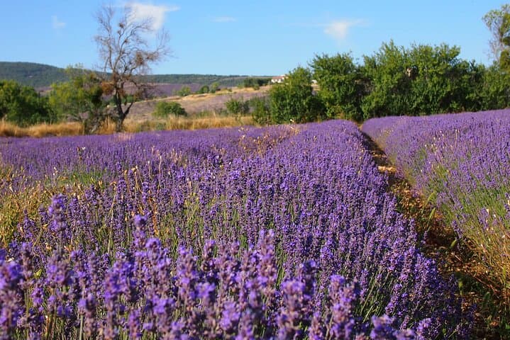 Lavender Full-day Tour in Sault From AIX-EN-PROVENCE
