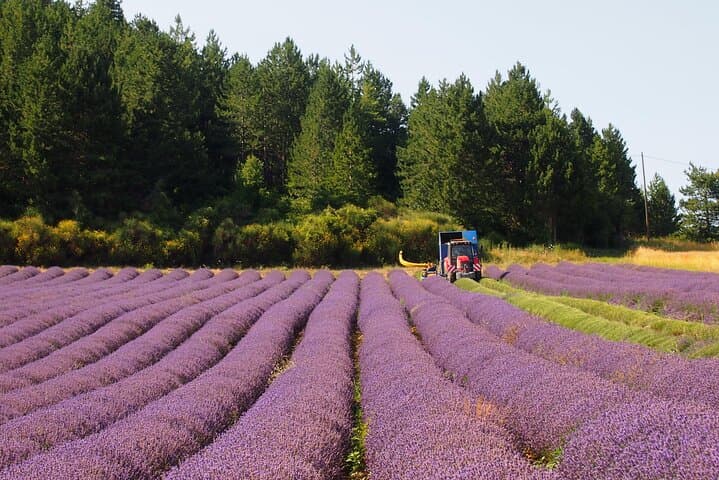 Lavender Full-day Tour in Sault From AIX-EN-PROVENCE