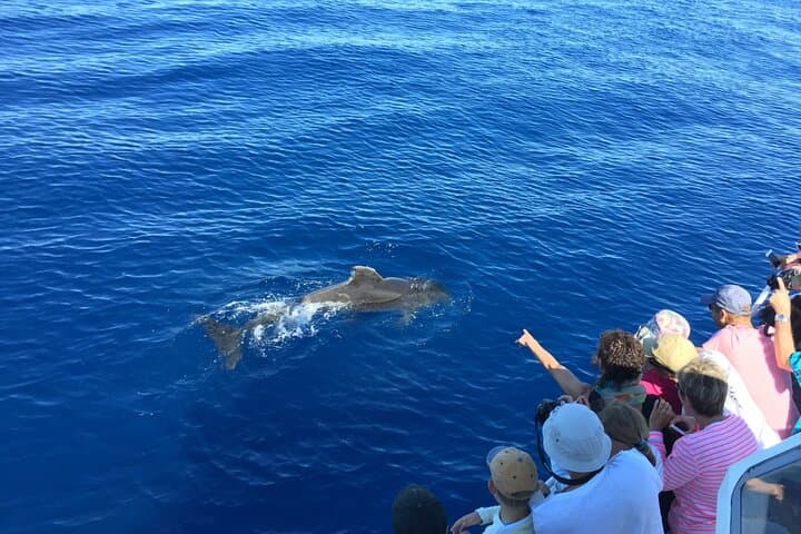 dolphin