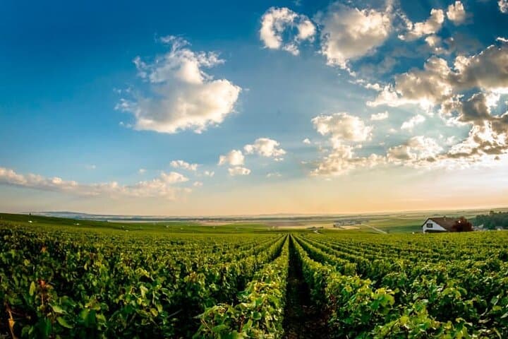 100% Champagne LOVER Tour:1 Iconic house visit+3 tastings & Lunch