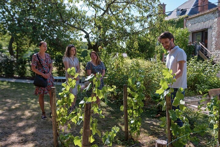 Grape varieties dicovery
