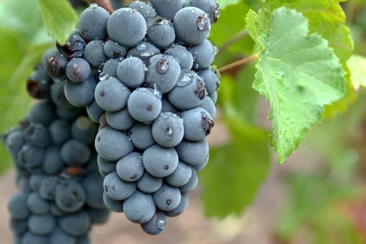 Champagne region