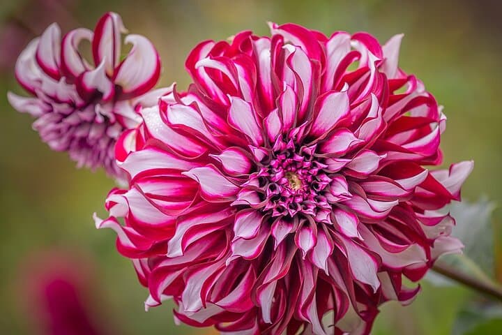Full Day Private Tour in Giverny & La Roche Guyon