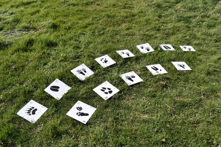 Wild animal treasure hunt