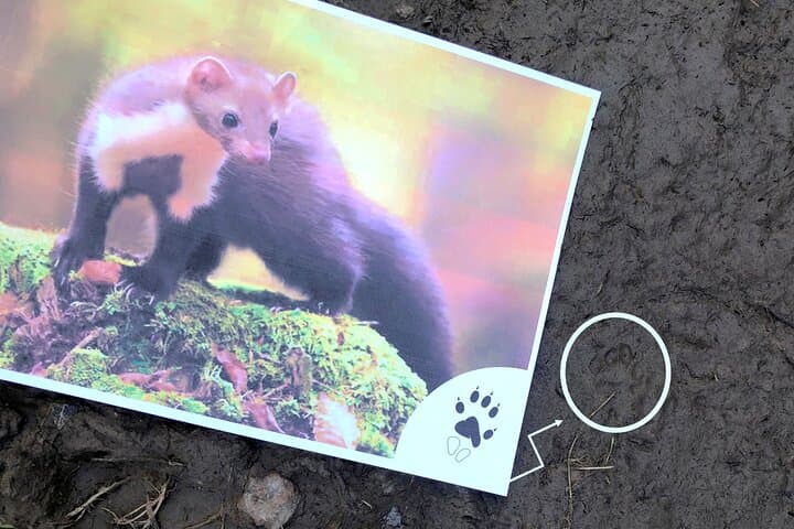Wild animal treasure hunt