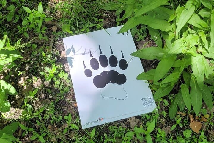 Wild animal treasure hunt