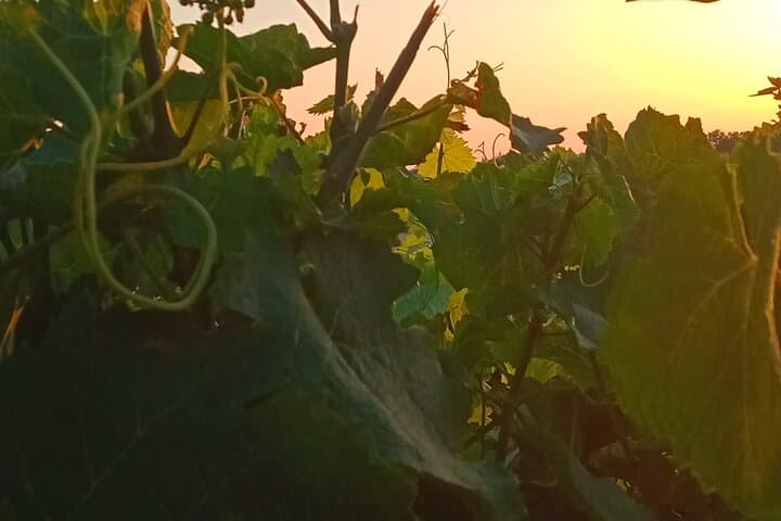 Private Wine Tasting in France's Oldest Wine Region